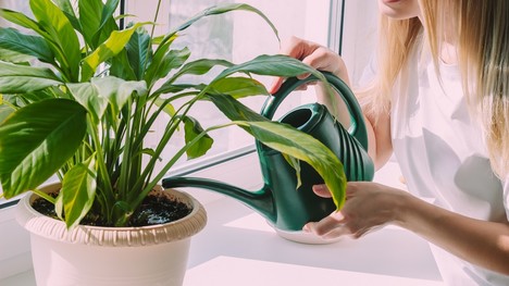 Starostlivosť o izbové rastliny v lete – 7 tipov, vďaka ktorým prežijú aj najväčšie horúčavy