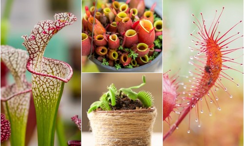 TOP mäsožravé rastliny: Ktoré z nich by si privítala u seba doma?