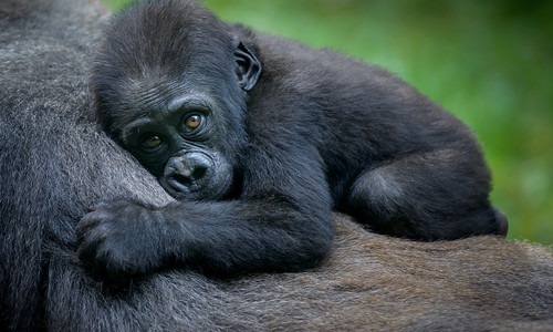 TOP 10 ohrozených zvierat na planéte: Tieto sú na pokraji vyhynutia!