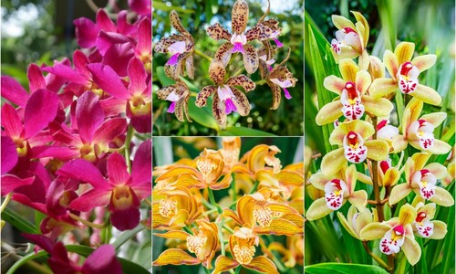 Najkrajšie druhy orchideí: Ktoré si nájdu miesto aj u teba doma?
