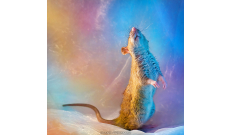 Fotky myší, ako ich nepoznáme: Aj myši môžu byť krásne a zlaté! - KAMzaKRASOU.sk