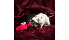 Fotky myší, ako ich nepoznáme: Aj myši môžu byť krásne a zlaté! - KAMzaKRASOU.sk
