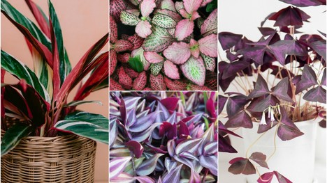 TOP izbové rastliny s farebnými listami: Upriamia na seba všetku pozornosť!
