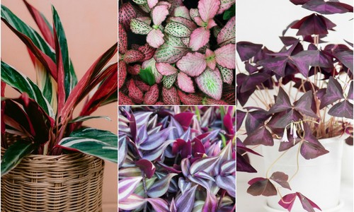 TOP izbové rastliny s farebnými listami: Upriamia na seba všetku pozornosť!