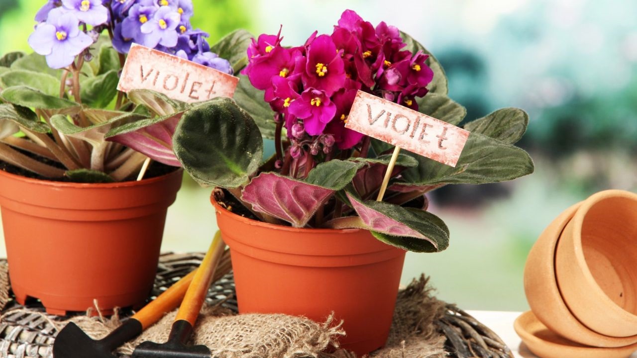 Polejte svoje fialky týmto prírodným prípravkom a budú kvitnúť po celý rok!