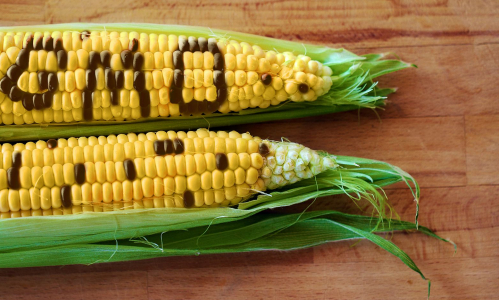 Genetický modifikované organizmy (GMO): Sú pre nás naozaj škodlivé?