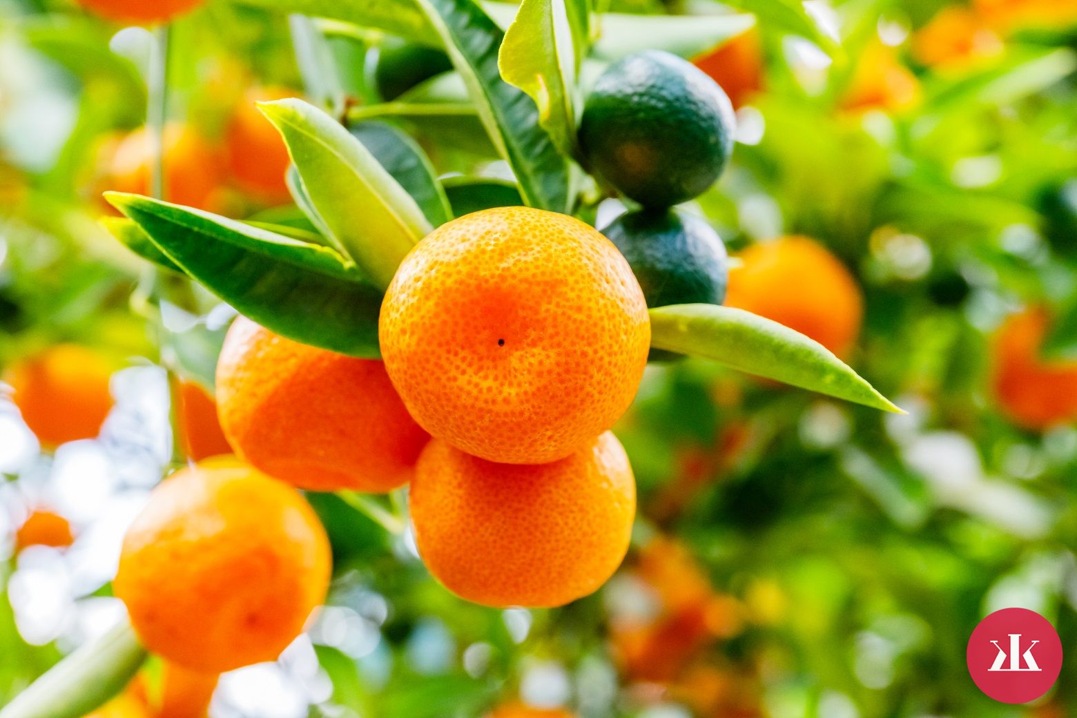 citrusové ovocie