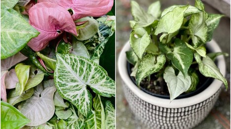 Syngónium – nenáročná popínavá rastlina do každého interiéru