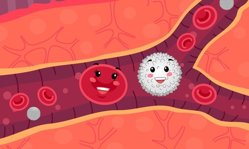 Ako podporiť krvotvorbu? Zisti, čo je dôležité pre naše krvinky!