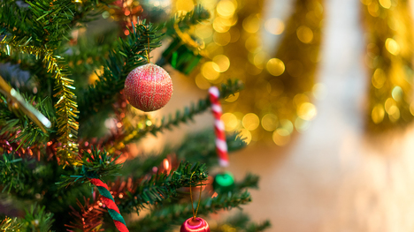 Vianoce skončili – kam so stromčekom?