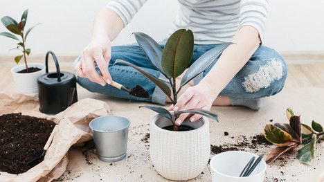 Tipy pre pestovateľov: Ako na presádzanie izbových rastlín, kedy je ideálny čas?