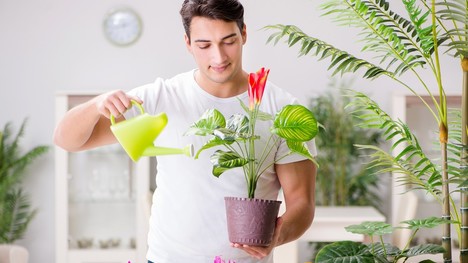 Ako zalievať izbové rastliny? Týchto zásad sa drž a toto nerob!