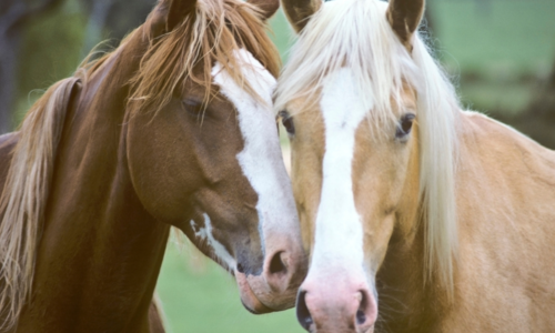 Sen o koňoch: Čo symbolizuje biely či čierny kôň v tvojom sne?