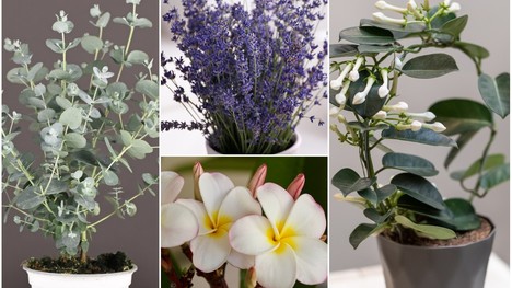TOP voňavé izbové rastliny: Ktoré rozvoňajú tvoj domov?