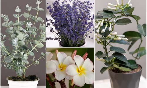 TOP voňavé izbové rastliny: Ktoré rozvoňajú tvoj domov?