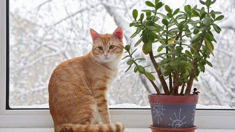 Správna starostlivosť o izbové rastliny v zime: Aké chyby nerobiť?