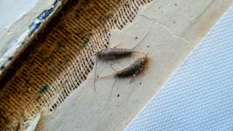 Hmyz v kúpeľni: Lezie ti na nervy? Vieme, ako sa ho zbaviť!