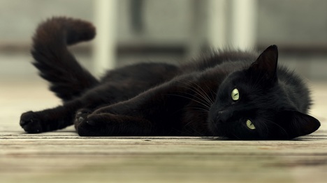 Čierna mačka – je symbolom nešťastia? Aké povery sa s ňou spájajú?