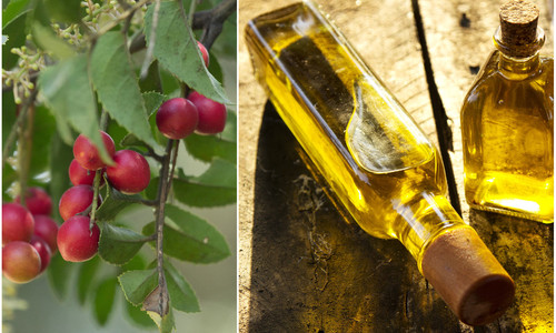Z čoho sa vyrába avelánový olej? Jeho účinky oceníš v lete i zime!