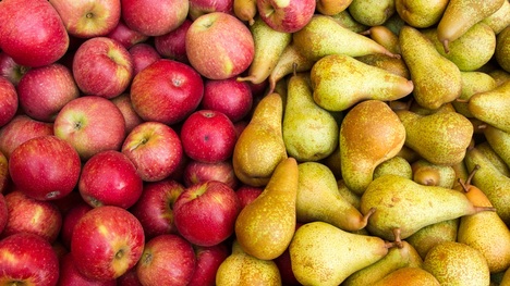 Tipy pri zbere jabĺk a hrušiek: Osvoj si tieto rady záhradkárov!