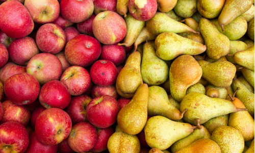 Tipy pri zbere jabĺk a hrušiek: Osvoj si tieto rady záhradkárov!