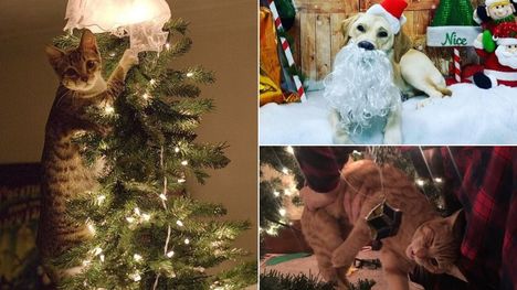 Vtipné vianočné fotografie domácich miláčikov: Pobavia i zlepšia náladu!