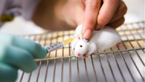 Kozmetika testovaná na zvieratách - Cruelty free: ÁNO či NIE?