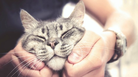 Terapia mačkou: 5 najlepších dôvodov, prečo mať doma mačku!