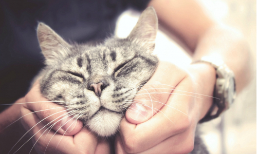Terapia mačkou: 5 najlepších dôvodov, prečo mať doma mačku!