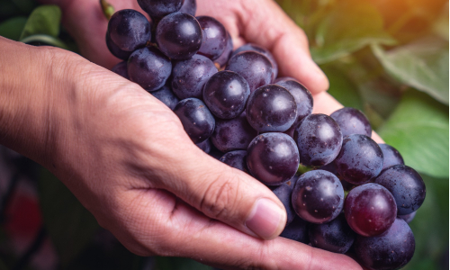 Jesenné tradície: Vinobranie a jeho význam, pôvod a súčasnosť