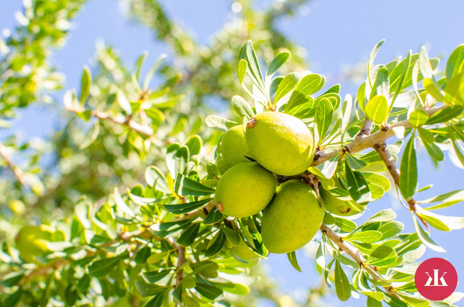 plody arganovníka