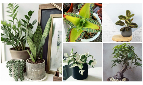 Top trendy rastliny, ktoré musíš mať aj ty vo svojej obývačke!
