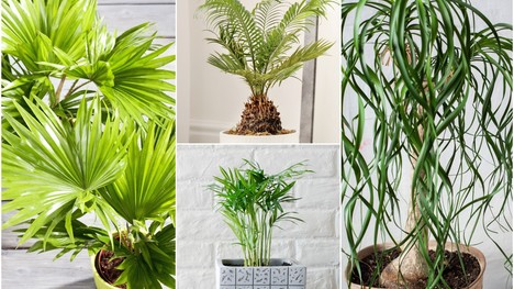 Najkrajšie palmovité rastliny: Vnes do interiéru trochu exotiky!