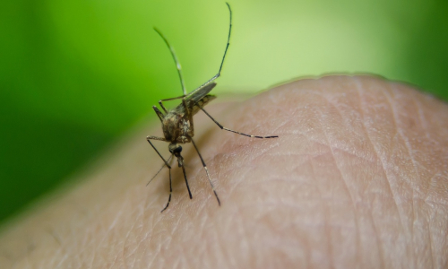 Obťažujú ťa komáre? Zbaví ťa ich 7 surovín, ktoré nájdeš doma!