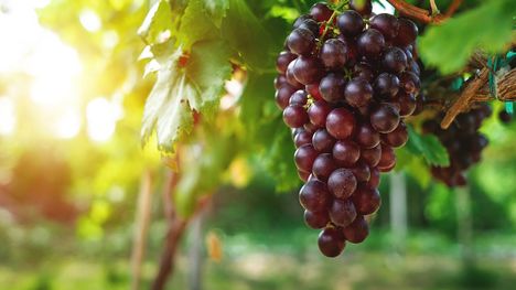 Vinobranie – oslava vína aj zdravia. Odhaľ liečivé účinky hrozna!