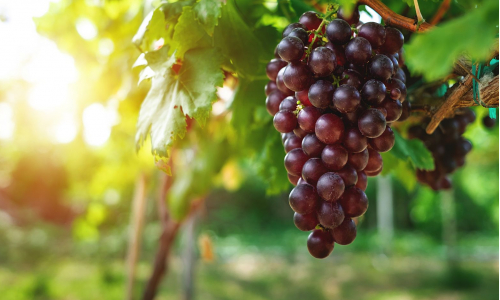 Vinobranie – oslava vína aj zdravia. Odhaľ liečivé účinky hrozna!